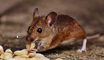 24 Hour & Emergency Exterminators in Host, PA